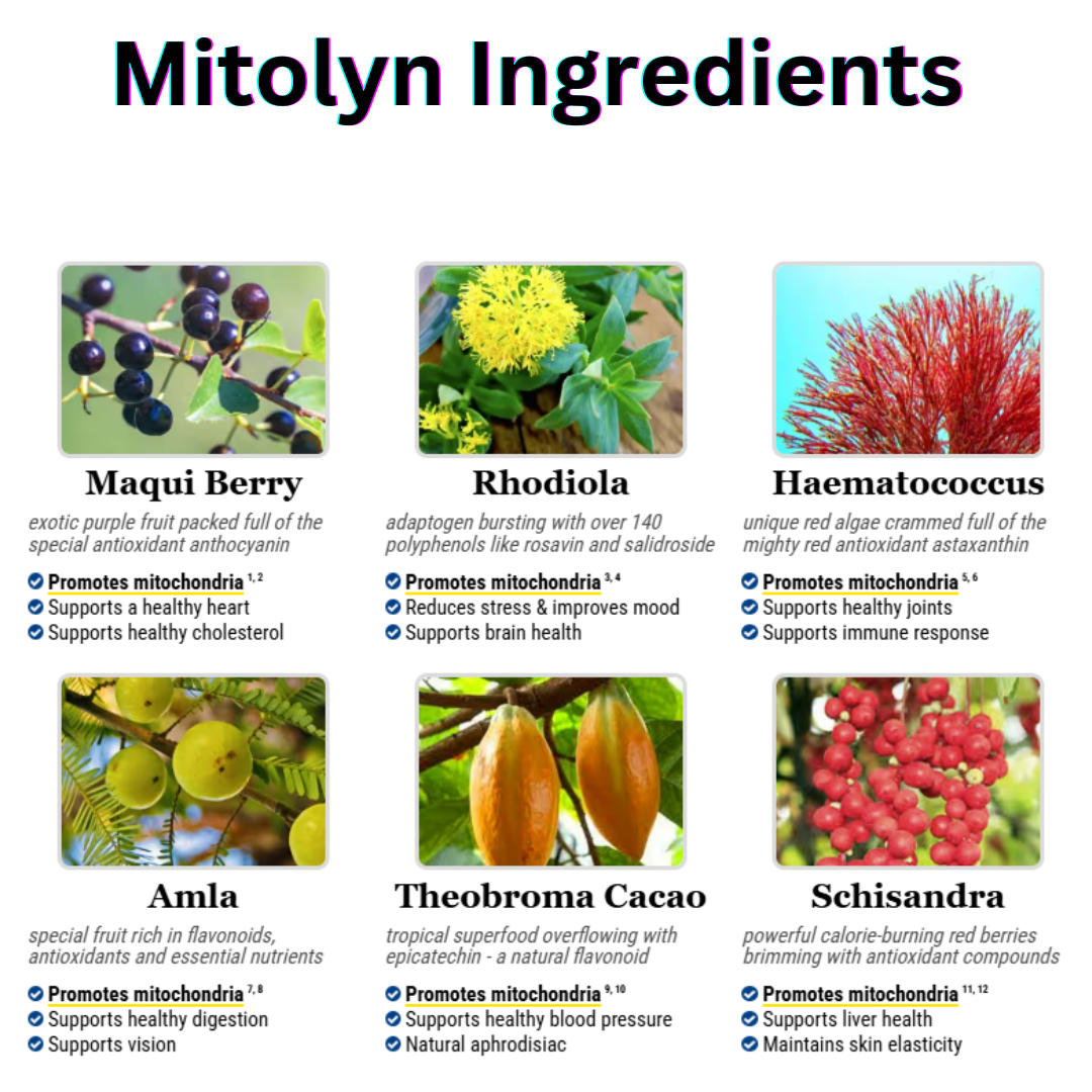 Mitolyn Ingredients: Detail Information